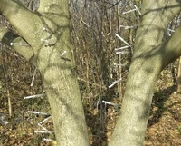 Чиї шприци на деревах у Рівному (ФОТО)