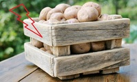 Навіщо у ящик з картоплею кладуть лимони або кислі яблука?