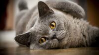 5 порід котів, які стають талісманами для своїх господарів і притягують удачу