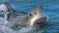 В Єгипті розкрили нові подробиці нападу акули на українців, виявляється — постраждалих троє