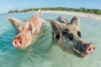 «Група свиней» засипала сміттям кар’єр на Рівненщині (ФОТО)