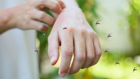 Вчені назвали категорії людей, які притягують комарів, як магніт