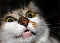 Вуха Міккі-Мауса: Набирає популярності дивна пластична операція для котів