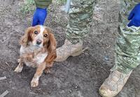 Службова собака Дора знайшла наркотики в рейсовому автобусі на Рівненщині