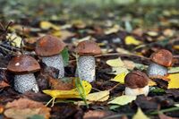 Багато грибів - мало хліба: Народні прикмети про гриби, яким люди вірять досі