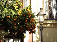 Іспанці ніколи не їдять апельсини з дерев. Чому?