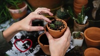 Користь від кавової гущі на городі: 3 секрети, про які ви не знали