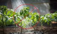 Скільки здатні «протягнути» без води помідори?