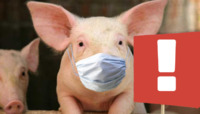 Африканську чуму свиней днями виявили у Києві