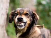 Смертельна небезпека була надто близько до людей: На Рівненщині у домашнього собаки виявили сказ