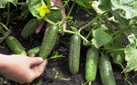Поради господарям: як збирати врожай огірків аж до осені (ФОТО)