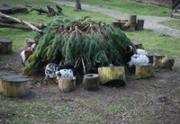 600 соковитих сосен привезли до Рівненського зоопарку (ФОТО)