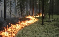 «Червоний» рівень пожежної небезпеки оголосили на Рівненщині