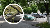 Не тільки через птахів: чому не можна ставити авто під деревом улітку