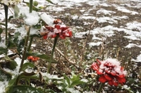 У місті на Рівненщині випав перший сніг (ФОТО/ВІДЕО)