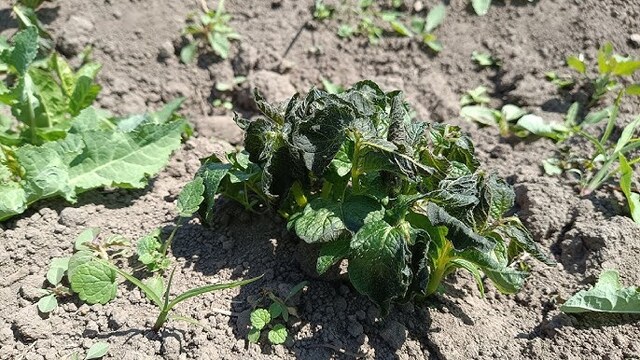 Фото ілюстративне, з відкритих джерел