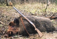Африканську чуму у диких свиней виявили у трьох районах Рівненщини