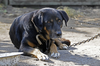 Барбос в селі на ланцюгу більше не сидітиме: в Україні змінили правила утримання тварин 