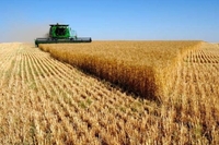 На Рівненщині продовжують збирати урожай зернових