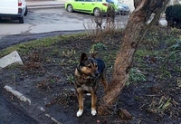 У Дубні шукають господаря собаки, якого прив’язали до дерева (ОНОВЛЕНО)