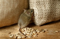 Яких запахів миші бояться як вогню? Що точно віджене їх від вашого дому