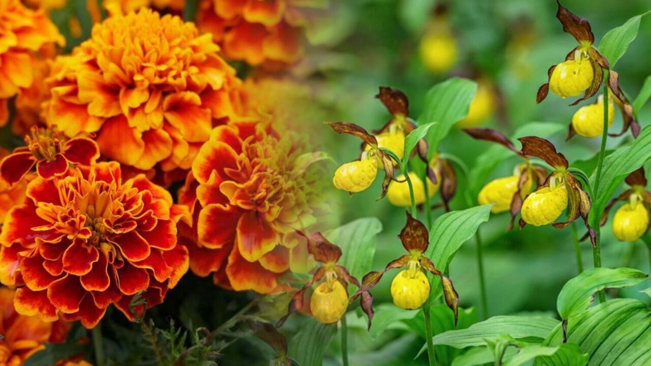 Не іриси й гладіолуси: як звучатимуть назви цих квітів українською?