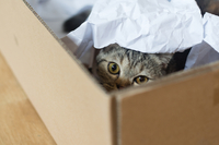 4 причини, чому коти оселяються у картонних коробках