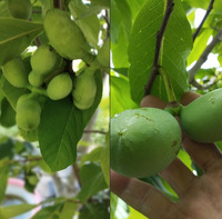 15 років чекав плодів: Чоловік на Рівненщині виростив «бананове дерево» (ФОТО)