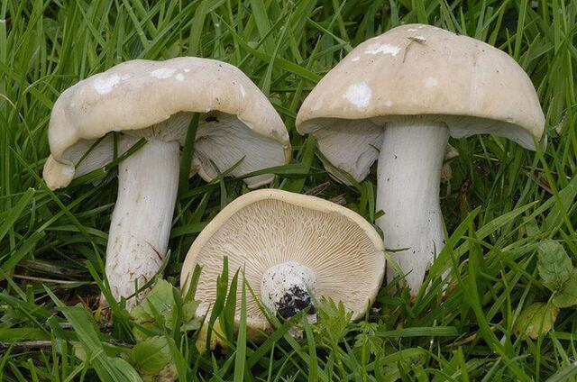 Рядовка травнева