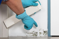 4 ефективні засоби проти грибка на стінах: Від плісняви й сліду не залишиться