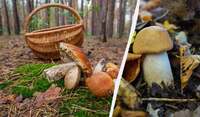 Вигляд може бути оманливим: в Україні знайшли отруйний «білий» гриб (ФОТО)