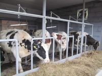 Сімейні молочні ферми успішно працюють на Рівненщині 