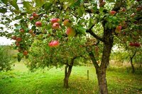 Наступного року врожай вас вразить: чим підгодувати яблуню та вишню восени? 