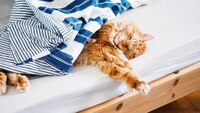 Чому не можна пускати домашніх тварин у ліжко: відповідь вас здивує