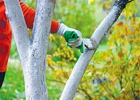 Чому восени обов’язково треба білити дерева: 4 проблеми, яких вдасться уникнути