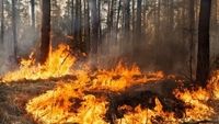 Тепло не відступає: на Рівненщині найвищий рівень пожежної небезпеки