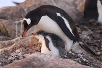 Українські полярники порахували пінгвінів (ФОТО)