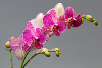 Орхідея – квітка з характером