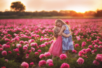 Найбільше поле півоній в Україні: коли цвітуть і як туди дістатись