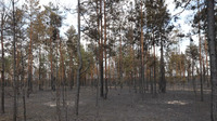Є загроза вибуху: у лісах на Сарненщині виявили ворожий дрон