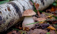 Як врятувати лісові гриби від зайвої живності: простий метод, який завжди спрацьовує