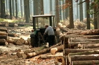 «Лисе Полісся», – Рівненщина лідирує за вирубкою лісів в Україні (6 ФОТО)