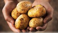 Урожай картоплі збільшиться втричі: 4 супер-підгодівлі для різних стадій росту