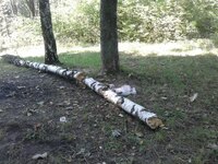 Фотопастки для тих, хто смітить у лісі, готують на Рівненщині та Волині