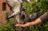 Що віщує добро, а що – негаразди: народні прикмети про голубів