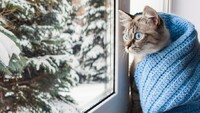 Дощі на сніги прогнозують в Україні: Де чекати зимових опадів 