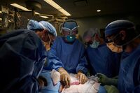 Нирку свині вперше успішно трансплантували людині (ФОТО)