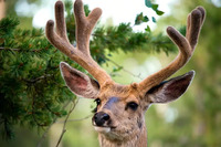 Олені почали скидати свої роги: чому їх категорично не можна забирати?