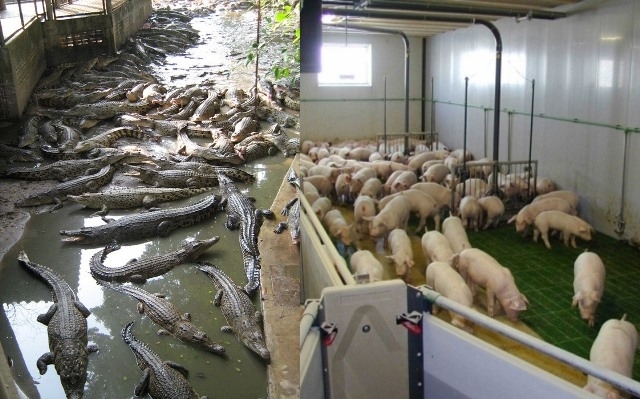 Ліворуч -- крокодиляча ферма, праворуч -- українські свині