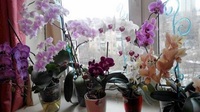 Чому вдома не бажано вирощувати орхідею?